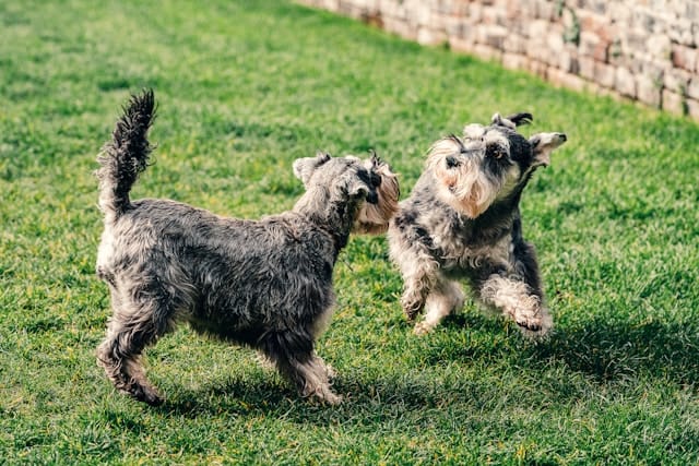 Best Practices for Introducing Pets to Each Other