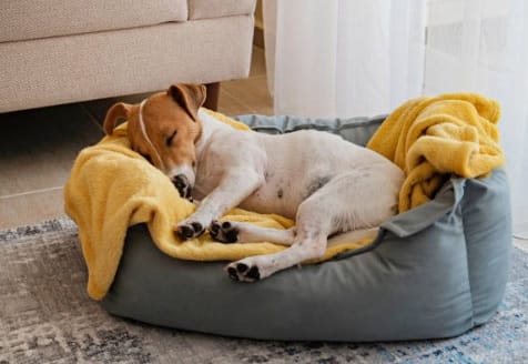 Essential Tips for First-Time Puppy Owners