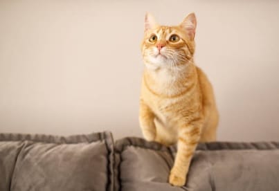 How to Introduce a Cat to a New Home