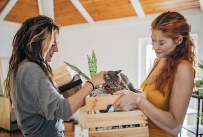 How to Introduce a Cat to a New Home