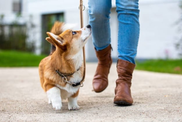 How to Train your Dog to Walk on a Leash