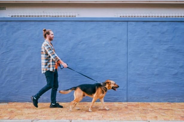 How to Train your Dog to Walk on a Leash