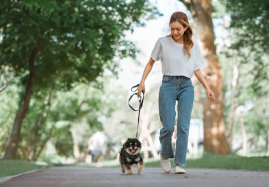 Best Outdoor Activities for Dogs in Urban Areas