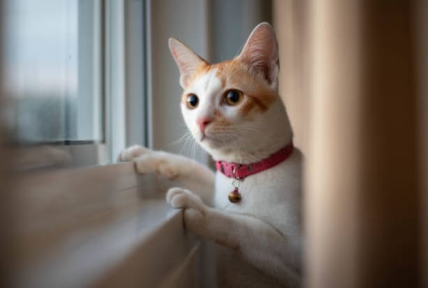How to Calm a Scared Rescue Cat?