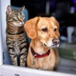 How to Calm a Scared Rescue Cat?