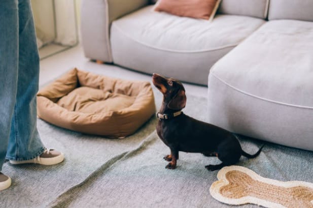 How to Choose the Right Pet Bed Size