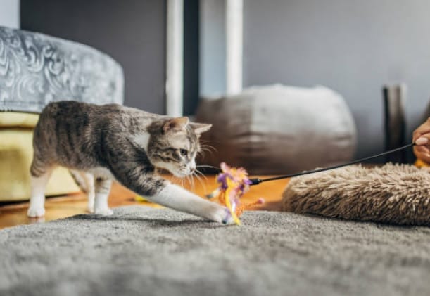 Tips for Dealing with Aggressive Cats