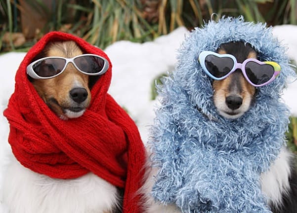 Winter Care Tips for Outdoor Pets