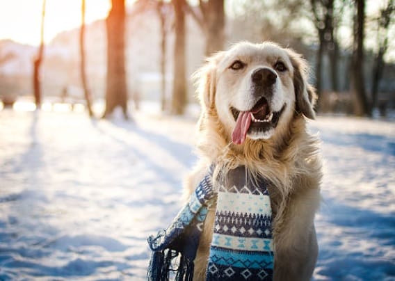 Winter Care Tips for Outdoor Pets