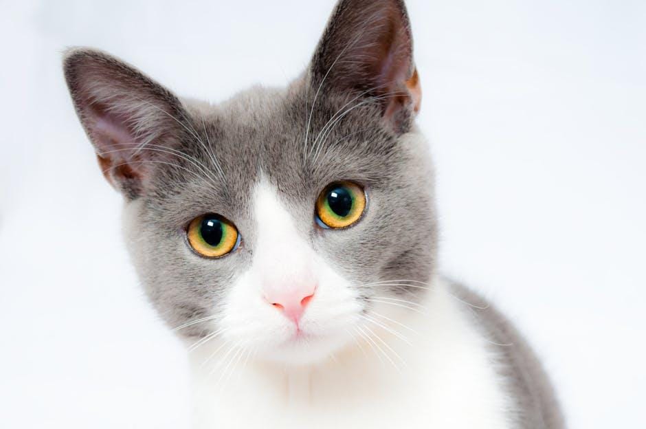 10 Purr-fect Tips to Keep Your Cat Happy and Healthy!