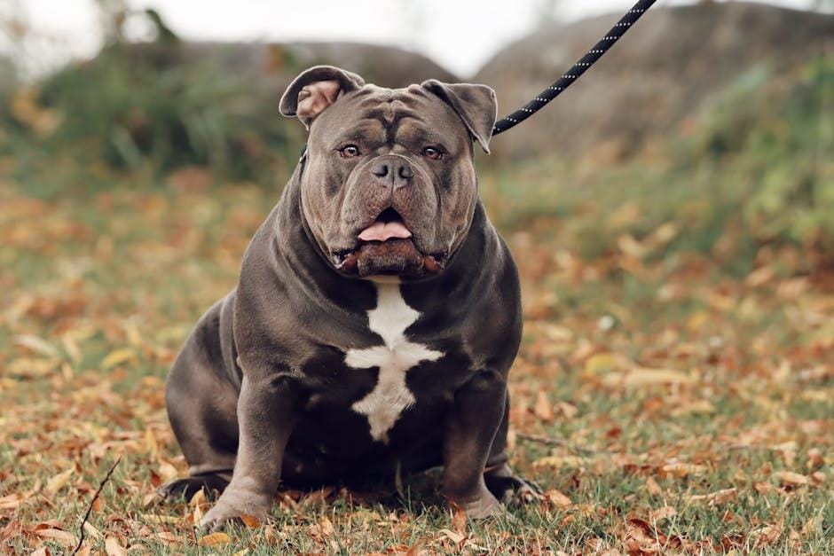 ROVER: my realistic dog sitter day + sitter tips!