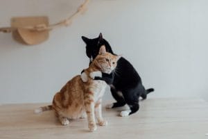 Meow-velous Tips for Happy Cats: A Purr-fect Guide!