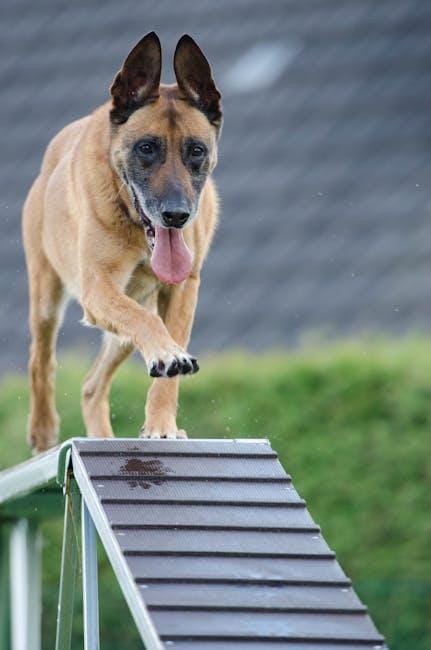 Easy Dog Training Tips for You and Your Pup