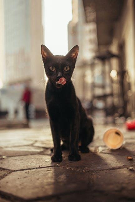 Essential Tips for Happy Cats