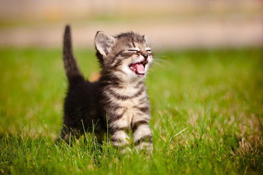 Unlocking the Purrfect Life: Essential Tips for Happy Cats