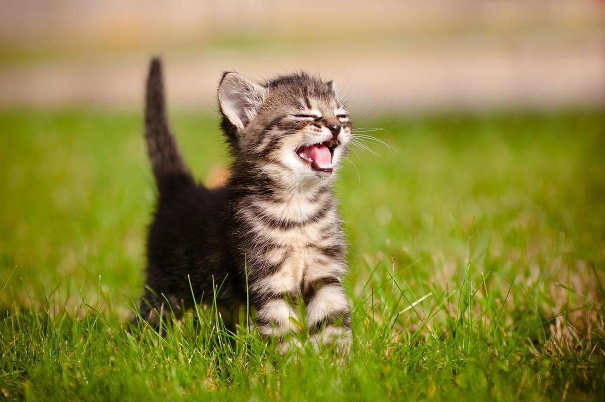 Unlocking the Purrfect Life: Essential Tips for Happy Cats