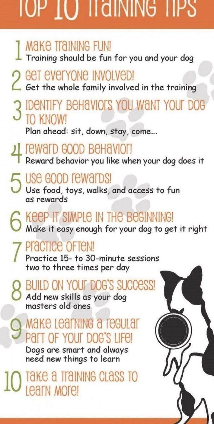Unleash the Fun: Easy Dog Training Tips for You and Your Pup!