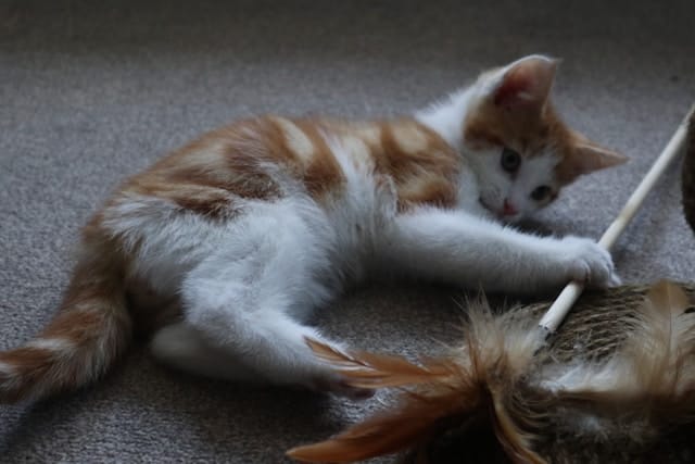 Fun Games to Play with Your Indoor Cat