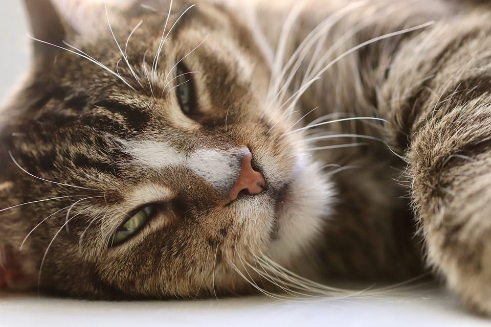 Improve your understanding of feline health and wellness