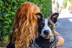 Adoption Considerations. The Dogington Post
