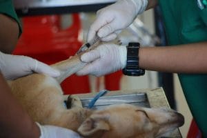 A New Approach to Dog Health?
