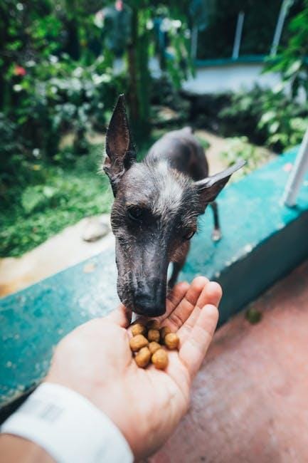 Guide to Natural Feeding for your Dog