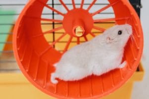 Best Enrichment Ideas for Hamsters
