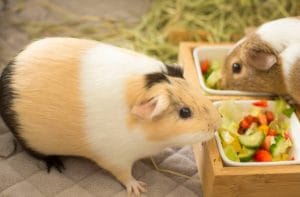 Best Protein Sources for Small Pets
