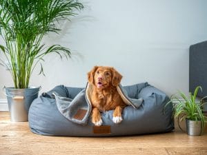 How to choose the right pet bed size
