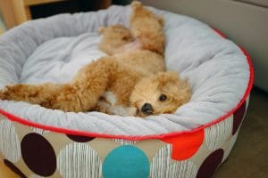 How to choose the right pet bed size
