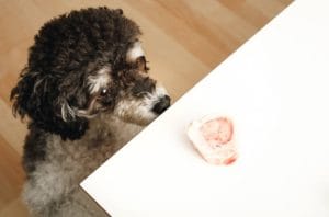 What to Do If Your Pet Swallows a Foreign Object