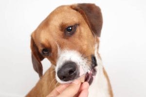 What to Do If Your Pet Swallows a Foreign Object
