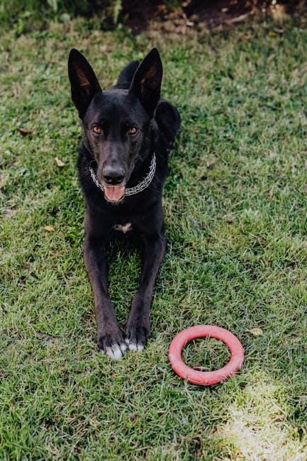 Playtime Essentials: Keeping ‌Your Pet Active and Engaged