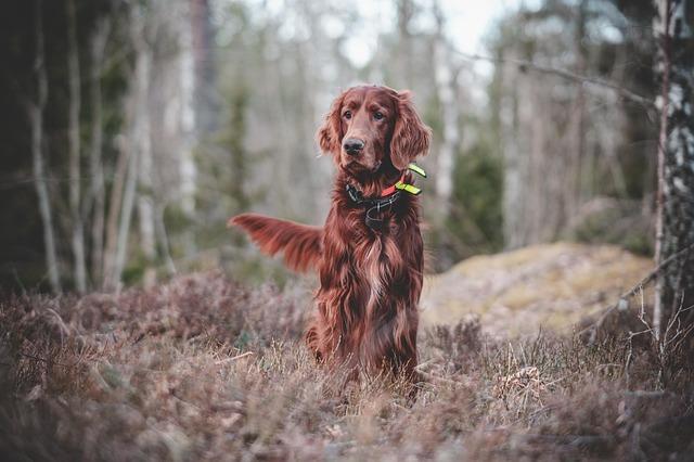 Top Dog Training Tips to Make Your Pup a Pro!