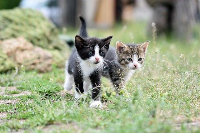 Your Pets and Company