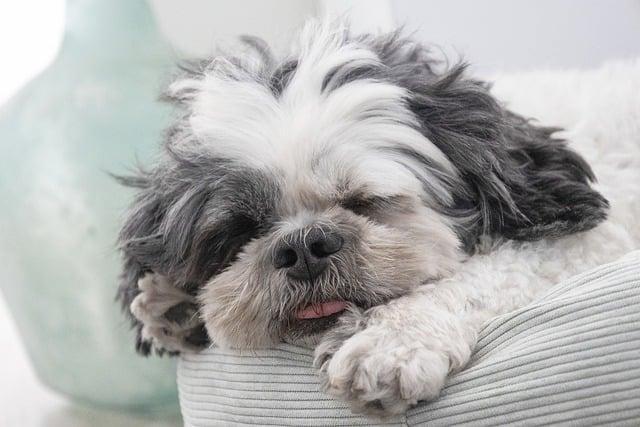 Ultimate Guide to Pampering Your Pooch: Care Tips Inside!