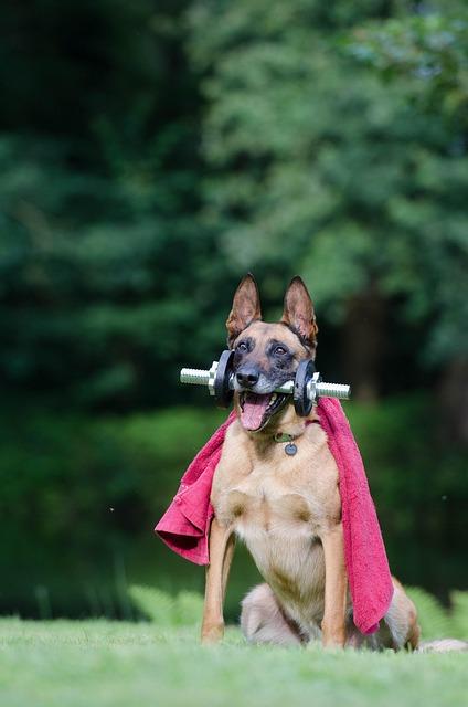 Amazing Dog Tricks Video Compilation 2017