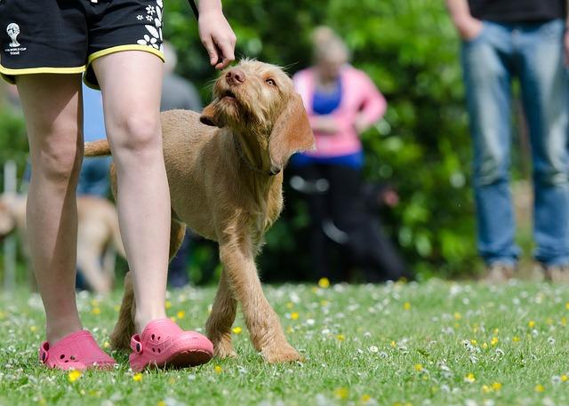 Paws-itively Effective Dog Training Tips You’ll Love!