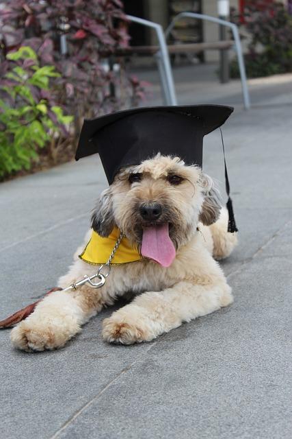 Top Dog Training Tips: Unlock Your Pup’s Inner Genius!