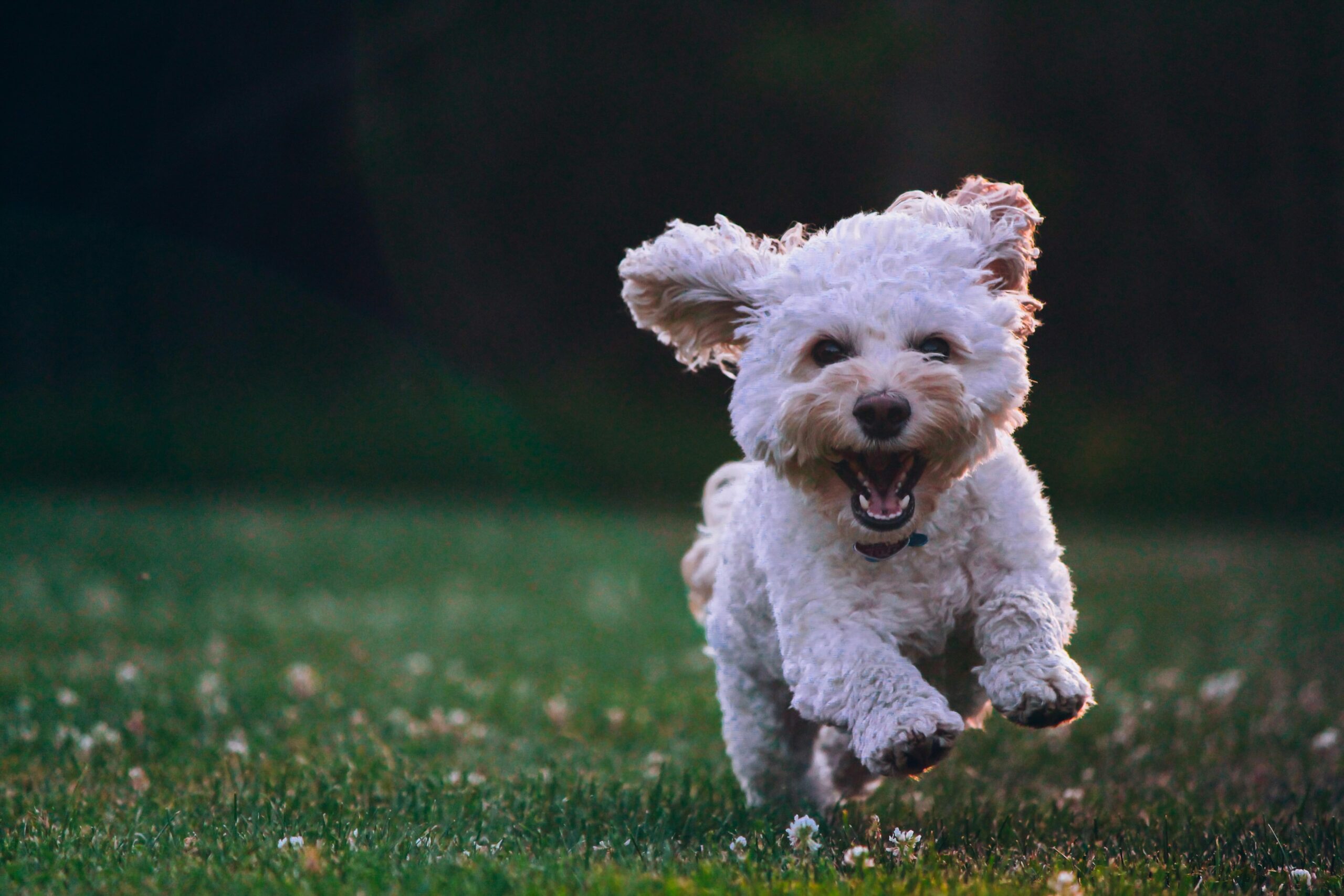 Unleash the Fun: Easy Dog Training Tips for Happy Pups!