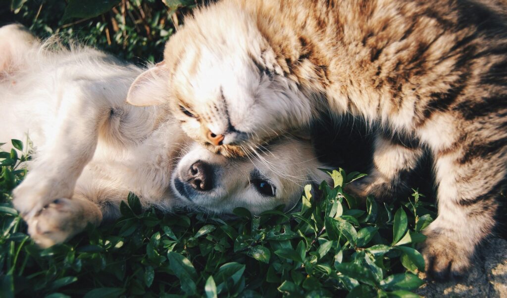 Top 10 Fun Pet Tips Every Animal Lover Should Know!