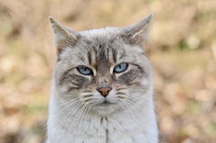 Purrr-fect Cat Tips: Fun Advice for Happy Feline Friends!