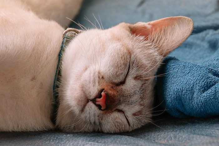 Purr-fect Cat Care: Tips & Tricks Every Cat Owner Needs!