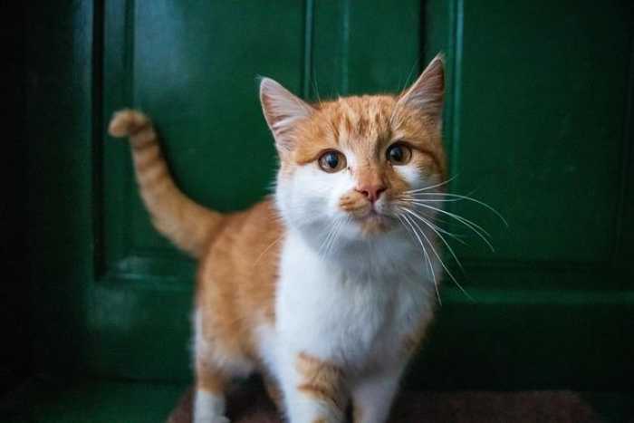 Ultimate Pet Care Tips: Happy Paws, Happy Tails!