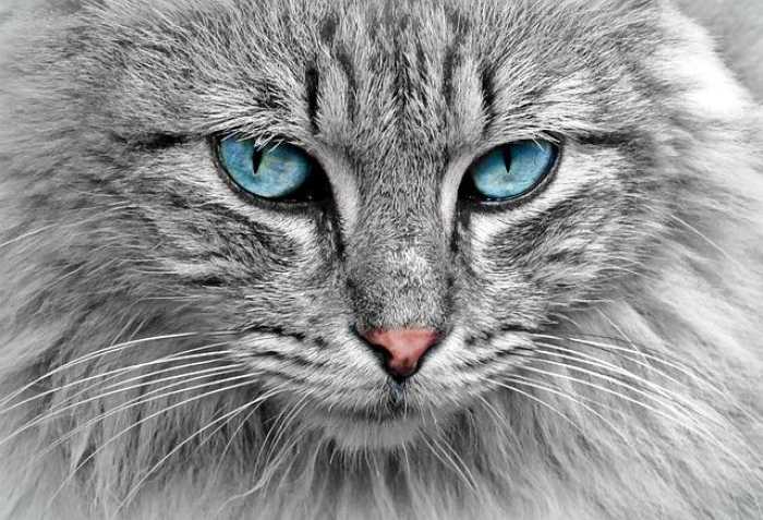 Whisker Wisdom: Purr-fect Tips for Happy Cats!