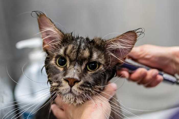 How to CARE for a KITTEN – Food, Education and Health