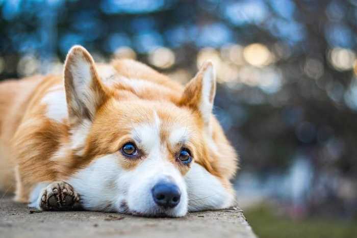 Furry Friends 101: Your Guide to Happy Home Pets!