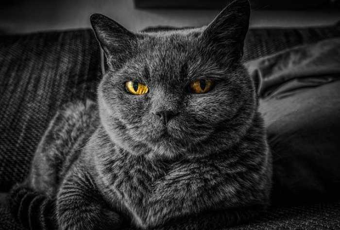 Purrs and Wagging Tails: Your Go-To Guide for Pet Care!