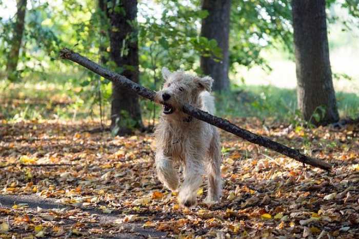 LOL! Hilarious Pets: The Funniest Videos to Brighten Your Day!