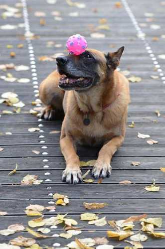 I Would Never Teach My Dog This Trick